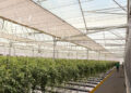 Uns vertical farms launches high-tech tomato facility in al ain, targeting 150,000 kg annual output