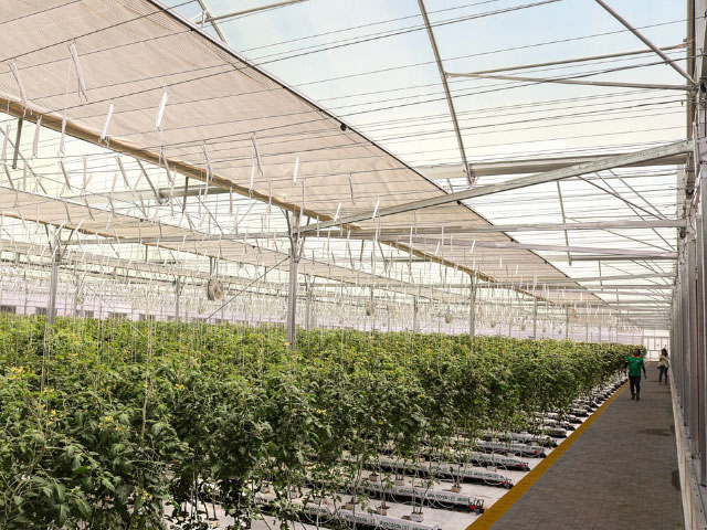 UNS Vertical Farms Launches High-Tech Tomato Facility in Al Ain, Targeting 150,000 Kg Annual Output